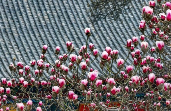 尊龙凯时体育眩惑了广博市民前来赏花拍照-尊龙d88官网(中国)登录入口