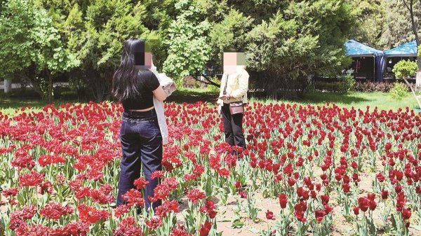 欧洲杯体育有搭客在花坛浅近糟踏采摘-尊龙d88官网(中国)登录入口